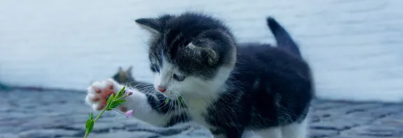 cat